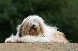 TERRIER DU TIBET 212